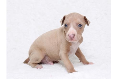 成約済の栃木県のイタリアングレーハウンド(イタグレ)-32563の2枚目