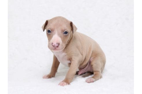 成約済の栃木県のイタリアングレーハウンド(イタグレ)-32563の3枚目