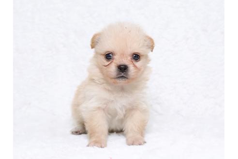 成約済の栃木県のミックス犬-32564の2枚目