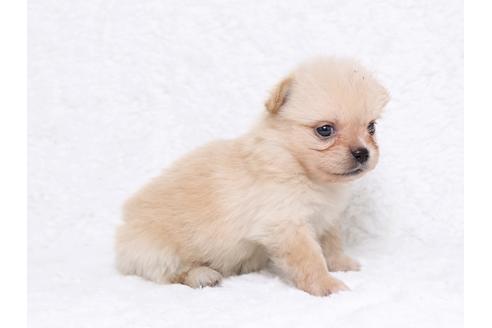 成約済の栃木県のミックス犬-32564の3枚目