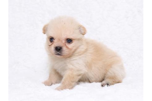 成約済の栃木県のミックス犬-32564の1枚目