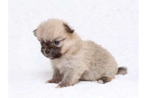 成約済の栃木県のミックス犬-32565の3枚目