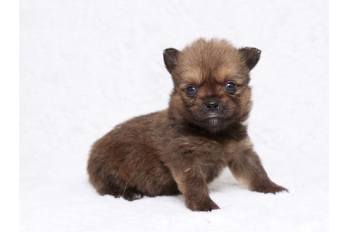 成約済の栃木県のミックス犬-32566の3枚目