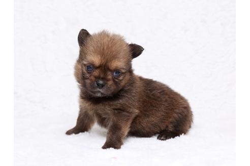 成約済の栃木県のミックス犬-32566の1枚目