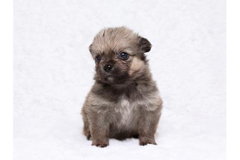 成約済の栃木県のミックス犬-32567の1枚目