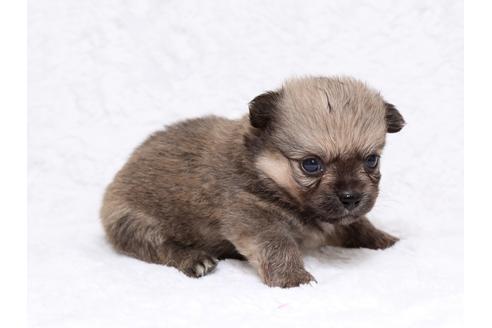 成約済の栃木県のミックス犬-32567の2枚目