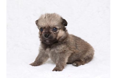 成約済の栃木県のミックス犬-32567の3枚目