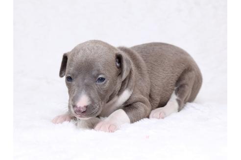 成約済の栃木県のイタリアングレーハウンド(イタグレ)-32568の2枚目