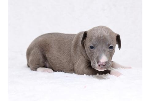 成約済の栃木県のイタリアングレーハウンド(イタグレ)-32568の3枚目