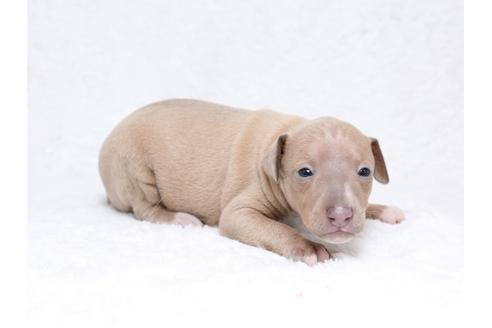 成約済の栃木県のイタリアングレーハウンド(イタグレ)-32569の3枚目