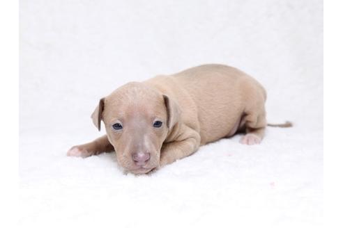 成約済の栃木県のイタリアングレーハウンド(イタグレ)-32569の1枚目