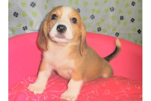 成約済の神奈川県のミックス犬-31613の1枚目