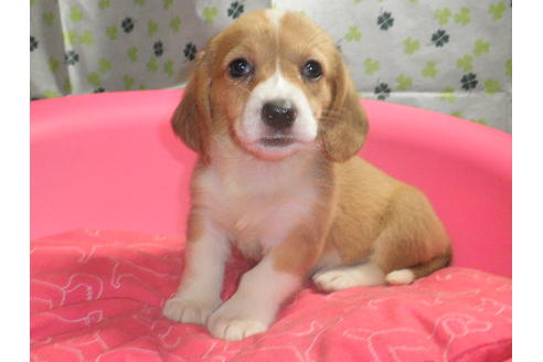 成約済の神奈川県のミックス犬-31617の4枚目