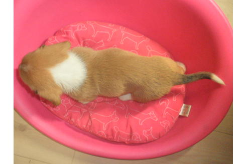 成約済の神奈川県のミックス犬-31617の1枚目