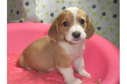 成約済の神奈川県のミックス犬-31619の5枚目