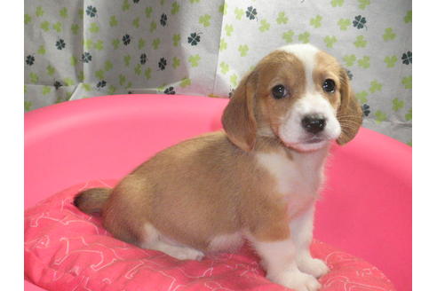 成約済の神奈川県のミックス犬-31619の3枚目