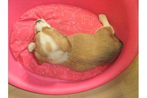 成約済の神奈川県のミックス犬-31619の1枚目