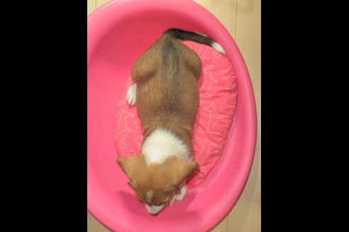 成約済の神奈川県のミックス犬-31061の5枚目