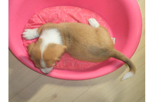 成約済の神奈川県のミックス犬-31058の1枚目