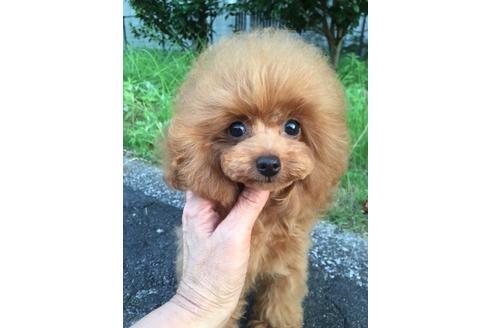子犬