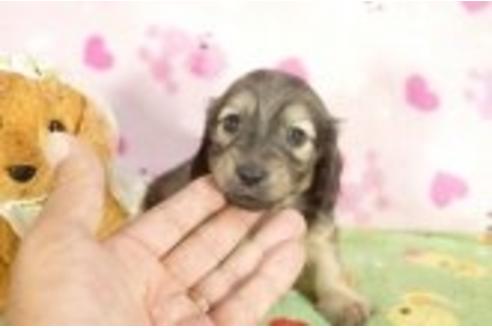 成約済の兵庫県のミニチュアダックスフンド-32595の1枚目