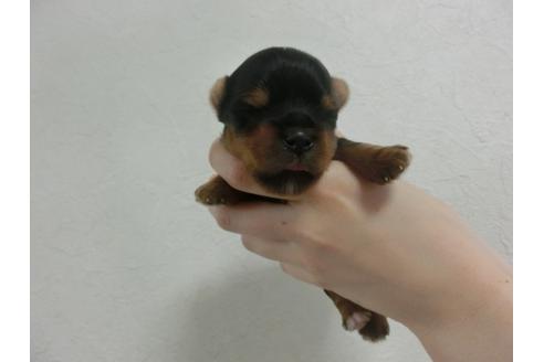 成約済の福岡県のヨークシャーテリア-32618の4枚目