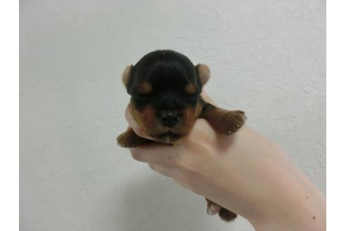 成約済の福岡県のヨークシャーテリア-32618の5枚目