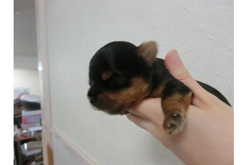 成約済の福岡県のヨークシャーテリア-32618の1枚目