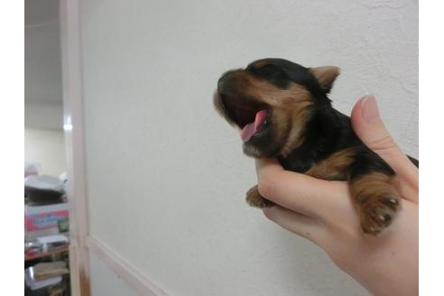 成約済の福岡県のヨークシャーテリア-32618の2枚目