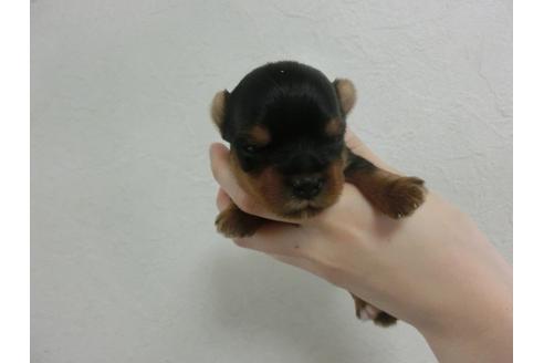 成約済の福岡県のヨークシャーテリア-32618の3枚目