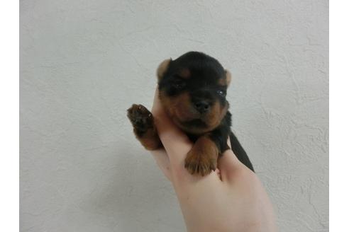 成約済の福岡県のヨークシャーテリア-32619の1枚目