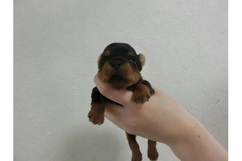 成約済の福岡県のヨークシャーテリア-32619の2枚目