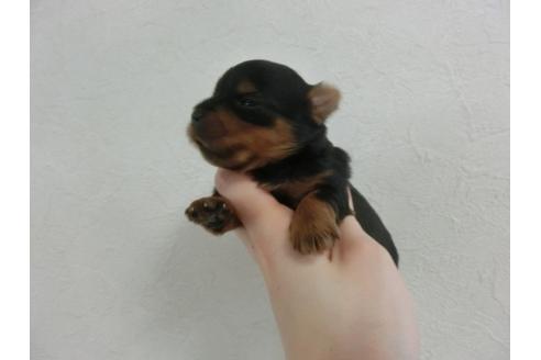 成約済の福岡県のヨークシャーテリア-32619の3枚目