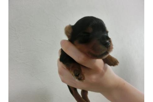 成約済の福岡県のヨークシャーテリア-32619の4枚目