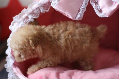 成約済の愛知県のトイプードル-32623の3枚目