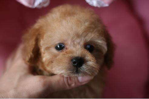 子犬