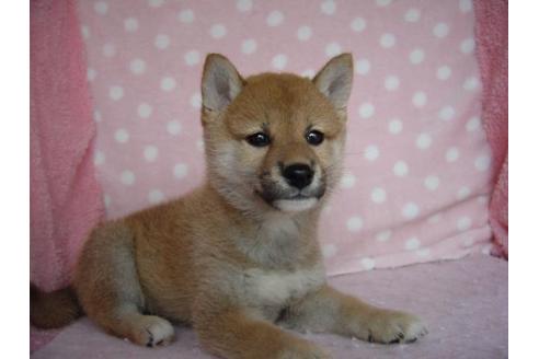 成約済の長崎県の柴犬-32687の3枚目