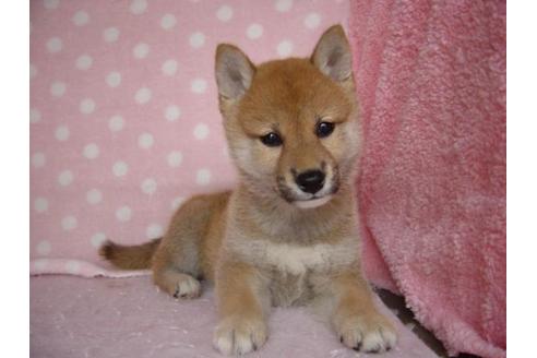 成約済の長崎県の柴犬-32687の2枚目