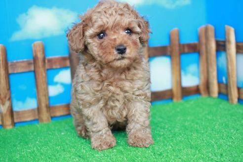 成約済の滋賀県のトイプードル-32691の2枚目