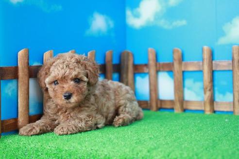 成約済の滋賀県のトイプードル-32691の1枚目