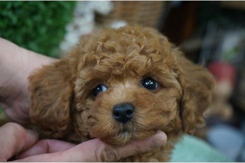成約済の京都府のトイプードル-31837の3枚目