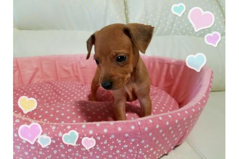 成約済の長崎県のミニチュアピンシャー(ミニピン)-31440の3枚目