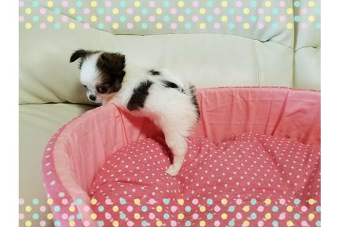 成約済の長崎県のチワワ(ロングコート)-31320の2枚目