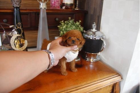 成約済の埼玉県のトイプードル-32146の1枚目