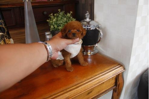 成約済の埼玉県のトイプードル-32146の2枚目