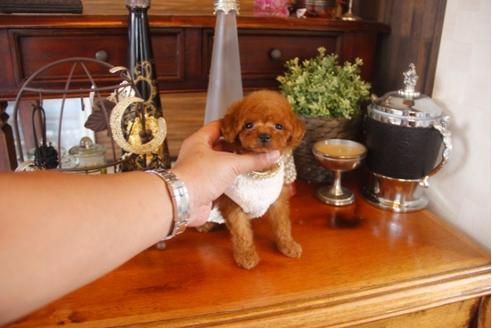 成約済の埼玉県のトイプードル-32146の3枚目