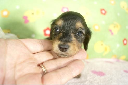 成約済の兵庫県のミニチュアダックスフンド-32729の1枚目