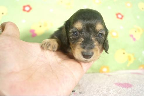 成約済の兵庫県のミニチュアダックスフンド-32729の2枚目