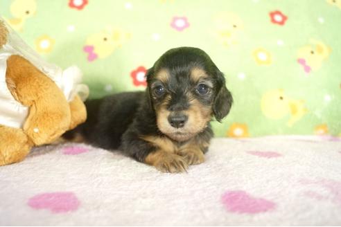 成約済の兵庫県のミニチュアダックスフンド-32729の3枚目