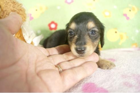 成約済の兵庫県のミニチュアダックスフンド-32730の3枚目